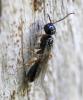 Histeromerus mystacinus
